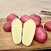 Foto NAttnJf Samen zum Pflanzen, 100 Stück Pflanzensamen Köstliche, nicht gentechnisch veränderte, seltene Kartoffel-Gemüsesamen mit roter Haut für Bauernhöfe - Kartoffelsamen
