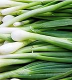 300 Tokyo Long White Bunching Onion Seeds | Non-GMO | Fresh Garden Seeds Photo, best price $5.95 new 2024