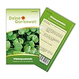 Winterpostelein Winterportulak Samen - Claytonia perfoliata - Portulaksamen - Gemüsesamen - Saatgut für 250 Pflanzen Foto, bester Preis 1,99 € (0,01 € / stück) neu 2024