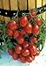 Photo Salerno Seeds Grape Tomato Crovarese Pomodoro Heirloom Tomato 3 Grams Made in Italy Italian Non-GMO