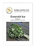 Kohlsamen Emerald Ice Bündelkohl Portion Foto, bester Preis 2,95 € neu 2024