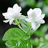 50Pièces graines de jasmin blanc fleurs à double tête graines de fleurs d'escalade vivaces petit parfum agréable et frais Photo, meilleur prix 6,49 € nouveau 2024