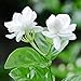 Photo 50Pièces graines de jasmin blanc fleurs à double tête graines de fleurs d'escalade vivaces petit parfum agréable et frais