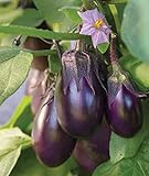 Burpee Patio Baby Eggplant Seeds 30 seeds Photo, best price $8.73 ($0.29 / Count) new 2024