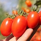 Roma Tomato Seeds (50 Seeds) Photo, best price $1.99 ($0.04 / Count) new 2024