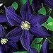 Photo 50 Dark Purple Clematis Seeds Bloom Climbing Perennial Flowers Seed Flower Vine Climbing Perennial