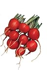 Burpee Cherry Belle Radish Seeds 2000 seeds Photo, best price $9.96 new 2024