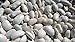 Photo Graines Haricot nain à écosser coco blanc précoce - sachet de 400 graines - Phaseolus/vulgaris/Fabaceae - Graines de style