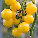 Currant Yellow Cherry Tomato Seeds for Planting - 250 mg Packet ~60 Seeds - Solanum lycopersicum - Farm & Garden Vegetable Seeds - Cherry Tomato Seed -Non-GMO, Heirloom, Open Pollinated, Annual Photo, best price $3.29 new 2024