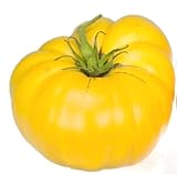 Graines de tomate, jaune Brandywine, tomates jaunes, tomates Heirloom non Ogm 50ct Photo, meilleur prix 5,45 € nouveau 2024