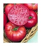 75+ Mortgage Lifter Tomato Seeds- Heirloom Variety- by Ohio Heirloom Seeds Photo, best price $5.79 new 2024