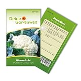 Blumenkohl Erfurt Samen - Brassica oleracea - Blumenkohlsamen - Gemüsesamen - Saatgut für 80 Pflanzen Foto, bester Preis 1,99 € (0,02 € / stück) neu 2024