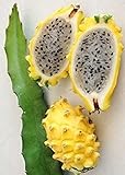 Amarillo 100 piezas púrpura dragón fruta semillas perenne Cactus Pitaya la mejor opción para la jardinería floración hermosa decoración de flores Foto, mejor precio 4,99 € nuevo 2024