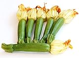 Zucchini Ortolana di Faenza - Kürbis - 20 Samen Foto, bester Preis 1,60 € (1,60 € / stück) neu 2024