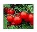 Photo 250 Cherry Tomato Seeds Large | Non-GMO | Fresh Garden Seeds