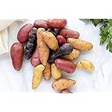 Simply Seed - 10 Piece - Fingerling Potato Seed Mix - Non GMO - Naturally Grown - Order Now for Spring Planting Photo, best price $13.99 new 2024