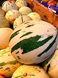 10 Snowball Melon Seeds | Hard to Find- Ships from Iowa, USA - Snow Leopard Melon Seeds Photo, best price $10.96 ($1.10 / Count) new 2024