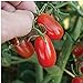 Photo Red Grape Tomato Seeds (20+ Seeds) | Non GMO | Vegetable Fruit Herb Flower Seeds for Planting | Home Garden Greenhouse Pack