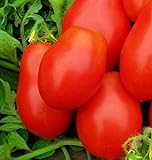 250 Roma VF Tomato Seeds | Non-GMO | Heirloom | Instant Latch Garden Seeds | Vegetable Seeds Photo, best price $6.95 new 2024