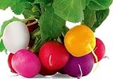 Colorful Radish Seed Mix Easy to Grow Vegetable Garden Seeds for Planting About 50 Seeds Photo, best price $6.99 new 2024