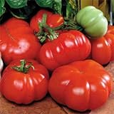 Park Seed Costoluto Genovese Tomato Seeds, Pack of 30 Seeds Photo, best price $7.95 new 2024