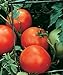 Photo Burpee Celebrity' Hybrid | Slicing Red Tomato | Disease-Resistant, 35 Seeds
