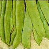 Romano Pole Beans Seeds (20+ Seeds) | Non GMO | Vegetable Fruit Herb Flower Seeds for Planting | Home Garden Greenhouse Pack Photo, best price $5.69 ($0.28 / Count) new 2024