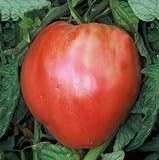 75+ Pink Oxheart Tomato Seeds- Heirloom Variety Photo, best price $4.99 new 2024