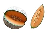 Melone Cantaloupe 10 Samen (Selten) Sehr Süß Foto, bester Preis 1,98 € neu 2024