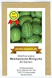 Mexikanische Minigurke - Melothria scabra - sehr ertragreich - 20 Samen Foto, bester Preis 2,65 € neu 2024