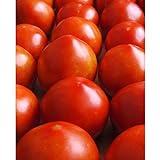 Early Girl Tomato - One of The Earliest Tomatoes!!!!!!!!!(25 - Seeds) Photo, best price $3.69 new 2024