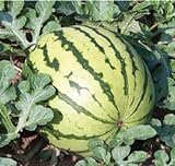 Dixie Queen Watermelon Seeds, (Isla's Garden Seeds), 50 Heirloom Seeds Per Packet, Non GMO Seeds, Botanical Name: Citrullus lanatus Photo, best price $5.99 ($0.12 / Count) new 2024