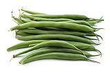 Green Bean Seeds for Planting - Provider - Bush Bean - 50 Seeds - Heirloom Non-GMO Vegetable Seeds for Planting Photo, best price $5.49 ($0.11 / Count) new 2024