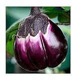 Aubergine Violetta di Firenze - Eierfrucht - 20 Samen Foto, bester Preis 1,60 € neu 2024
