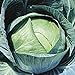Photo Stonehead Cabbage Seeds (20+ Seeds) | Non GMO | Vegetable Fruit Herb Flower Seeds for Planting | Home Garden Greenhouse Pack