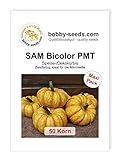 SAM Bicolor PMT Kürbissamen von Bobby-Seeds 50 Korn Foto, bester Preis 4,82 € neu 2024