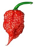 Carolina Reaper Seeds - 400 Carolina Reaper Seeds for Planting - Hottest Pepper Seeds - Hottest Chili Pepper in The World - Organic, Non - GMO Carolina Reaper Plant Seeds Photo, best price $11.99 ($0.03 / Count) new 2024
