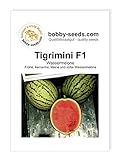 Melonensamen Tigrimini F1 Wassermelone Portion Foto, bester Preis 2,95 € neu 2024