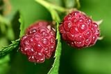 Raspberry Bare Root - 2 Plants - Polana Raspberry Plant Produces Large, Firm Berries with Good Flavor - Wrapped in Coco Coir - GreenEase by ENROOT Photo, best price $27.99 new 2024