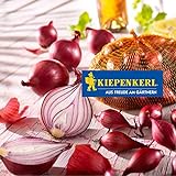 Kiepenkerl Steckzwiebel 'Rote Piroska' | dunkelrot | 250 gr Packung Foto, bester Preis 2,48 € (9,92 € / KG) neu 2024