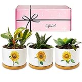 GIFTAGIRL Sunflower Décor Gifts - Pretty Sunflower Mothers Day or Birthday Gifts, Like Our Super Cute Pots are Unique Gifts for Sunflower Lovers for any Occasion and Arrive Beautifully Gift Boxed Photo, best price $29.99 new 2024