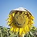 Photo Ensoleillé sourire tournesol fleur graines 15 + Helianthus annuus graines non-OGM en vrac pour la maison jardin jardin extérieur plantation ferme