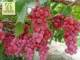 RWS Semillas en vivo - las uvas Red Globe dulce gigante Live 10 semillas Foto, mejor precio 3,99 € nuevo 2024