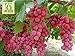 Foto RWS Semillas en vivo - las uvas Red Globe dulce gigante Live 10 semillas