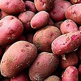 0pcs Graines de pommes de terre Haute taux de germination Facile à développer des légumes nutritifs et savoureux pour le jardin de la ferme de jardin en croissance pour l'agriculture à la mai Gra Photo, meilleur prix 0,01 € nouveau 2024