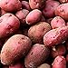 Photo 0pcs Graines de pommes de terre Haute taux de germination Facile à développer des légumes nutritifs et savoureux pour le jardin de la ferme de jardin en croissance pour l'agriculture à la mai Gra