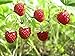 Photo 100 Graines de Fraise des bois - fruit rouge jardin méthode BIO