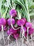 Purple Plum Radish Seeds, 150 Heirloom Seeds Per Packet, Non GMO Seeds Photo, best price $5.99 ($0.04 / Count) new 2024