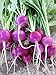 Photo Purple Plum Radish Seeds, 150 Heirloom Seeds Per Packet, Non GMO Seeds