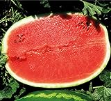 Melone - Wassermelone Calsweet - Gewicht: 10-15kg - 10 Samen Foto, bester Preis 1,80 € neu 2024